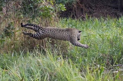 Yaquarla timsahın ölüm-dirim mübarizəsi - VİDEO