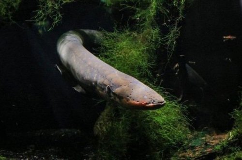 Dünyanın ən güclü elektrikli balığı tapıldı