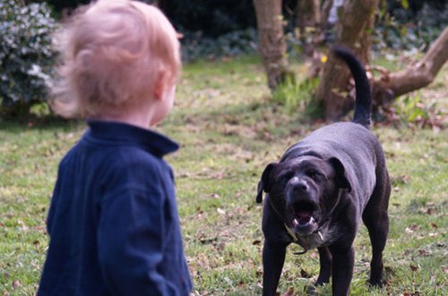 В Балакене собака укусила 4-летнего ребенка