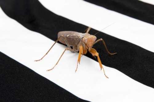 Биологи обнаружили маскирующие способности контрастных полос