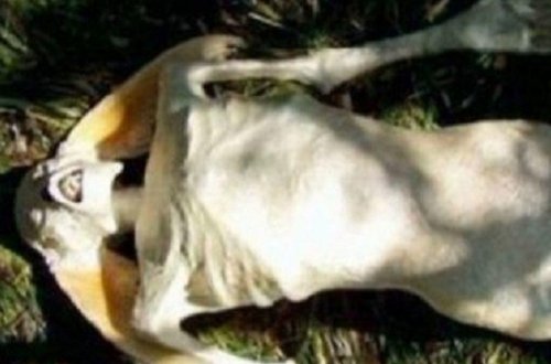 Dəniz sahillərində canlı 