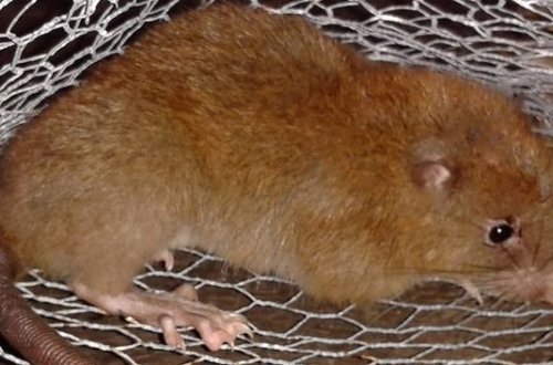 Крыс научили играть в прятки в Германии