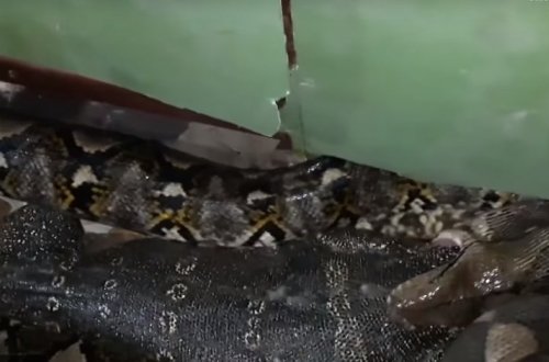 Женщина обнаружила в своем доме питона пытающегося проглотить 1,2 метрового варана - ВИДЕО