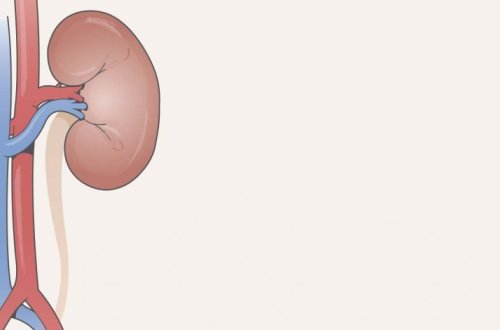 Донорские почки от больных гепатитом С признали безопасными