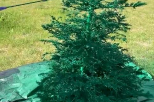 İcra başçısı yanmış ağacları rənglətdirdi - Video