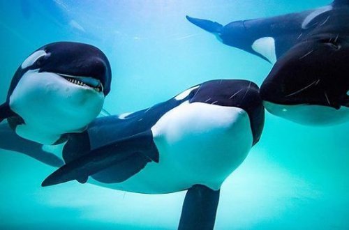 В Аргентине группу косаток выбросило на берег - ВИДЕО