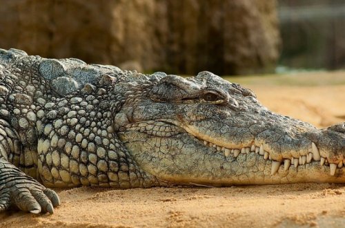 Находчивость помогла рыболову в зубах крокодила