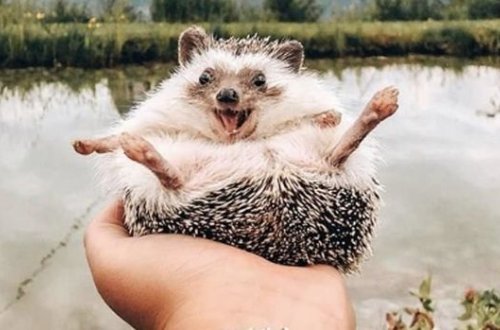 Улыбающийся еж стал звездой Интернета - ФОТО