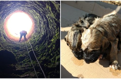 İtlərə qarşı vəhşilik - torbaya salıb... - FOTO