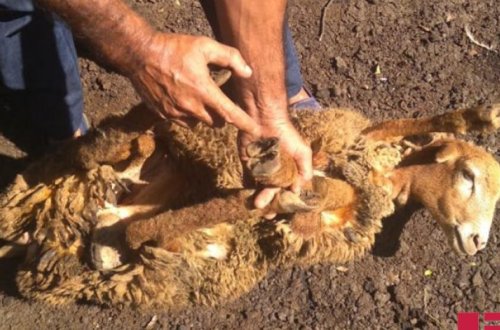 Лянкяранские фермеры обеспокоены массовой гибелью животных - ФОТО