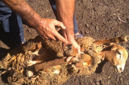 Lənkəranda heyvanlar kütləvi şəkildə qırılır - Qəribə xəstəlik