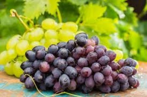 ÜZÜMÇÜLÜYÜN İNKİŞAFINA DÖVLƏT DƏSTƏYİ