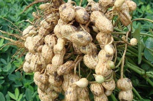 Yerfındığı yığırdılar, bomba partladı: 30 ölü var