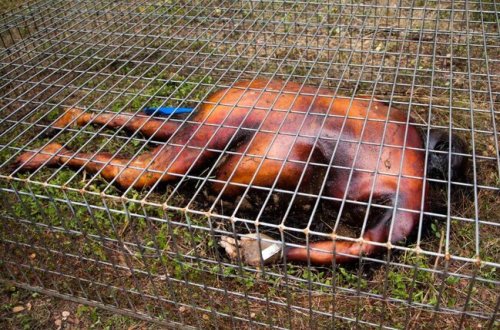 Alimlər ölünün parçalanmasını lentə aldı — 17 ay hərəkət edirmiş - VİDEO (18+)