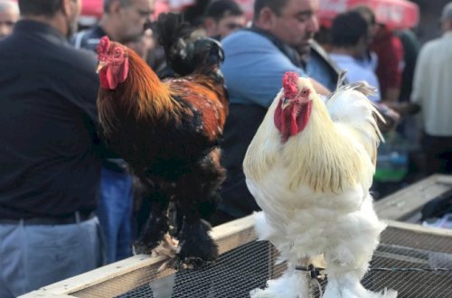 Bakıda 400 manata satılan toyuqlar - Fotolar