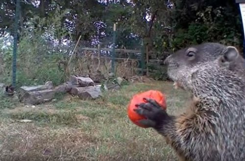 Сурок-воришка стал звездой Инстаграма - ВИДЕО