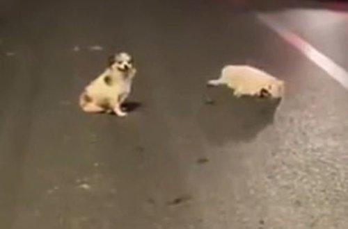 Собака три часа сторожила умирающего друга - ВИДЕО