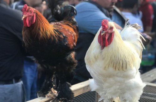В Баку продают кур за 400 манатов - ФОТО