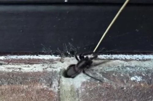 Ядовитый паук вылез из стены и напугал британца - ВИДЕО