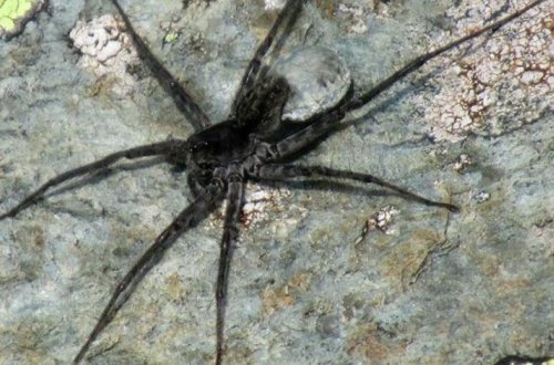 Британка заработала дыру в руке из-за укуса паука