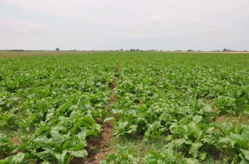 Bu günədək sahələrdən 28 min 226 ton şəkər çuğunduru yığılıb