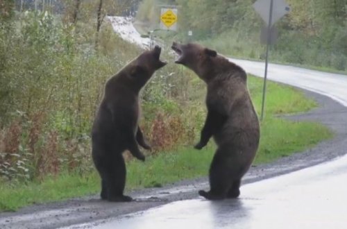 Драка двух медведей гризли на дороге попала на камеру - ВИДЕО