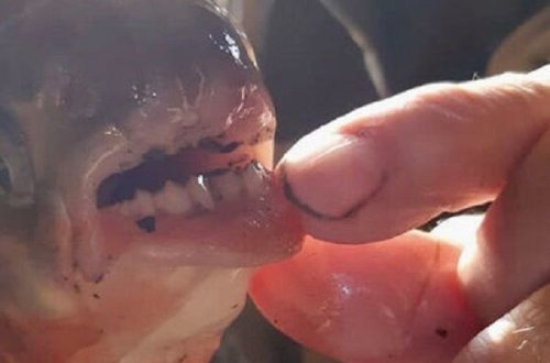 Rusiyada qoca dişli balıq tutdu - FOTO