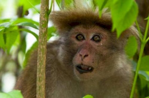Bakıda əcnəbini meymun dişlədi - Xəstəxanalıq oldu
