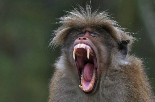 В Баку обезьяна укусила пожилого иностранца