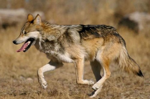 В Барде волки растерзали 17 голов домашнего скота