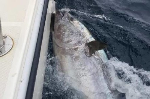 Мужчина поймал редчайшую рыбу - ФОТО