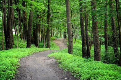 В Огузском лесу избили лесника