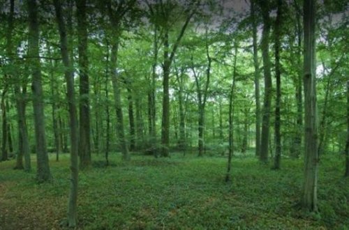 В Огузе лесника избили за съемку