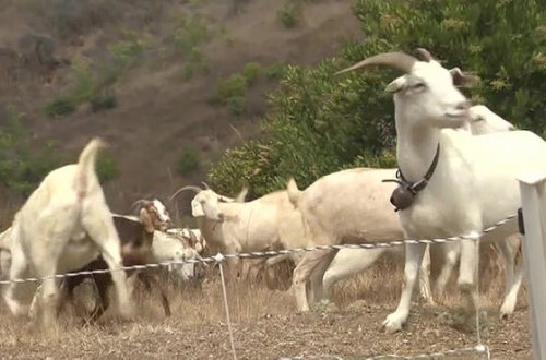 Kaliforniyada keçilər insanları qoruyacaq