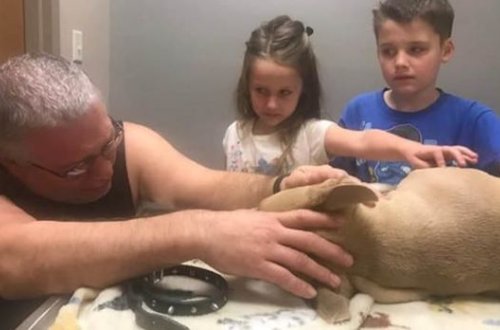 Собака спасла детей ценой собственной жизни - ФОТО