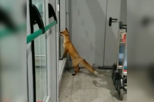 Domodedovo hava limanında tülkü peyda oldu – VİDEO