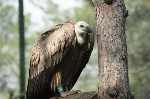 Quzğunlarla ceyranın ölüm-dirim savaşı - VİDEO