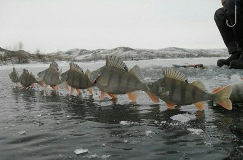 Balıqların “qaçışı”: 30 min qızıl balıq fermadan qaçıb su anbarını zəbt etdi