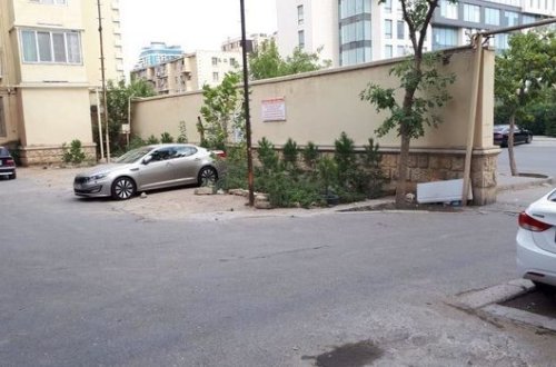 В Баку массово вырубают деревья? - ФОТО