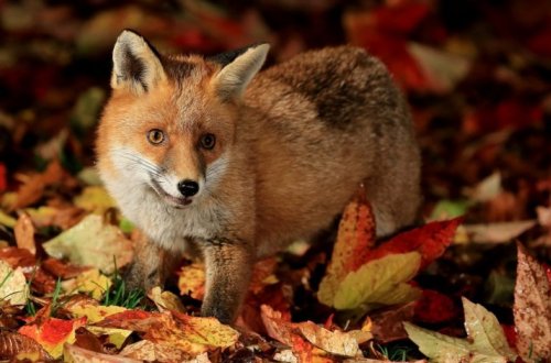 Прогноз погоды на завтра