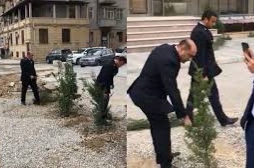 Bakıda ağac təxribatına dövlət qurumlarından - RƏSMİ AÇIQLAMA - VİDEO