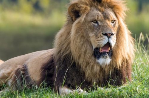 Посетительница зоопарка залезла в вольер, чтобы станцевать перед львом – ВИДЕО