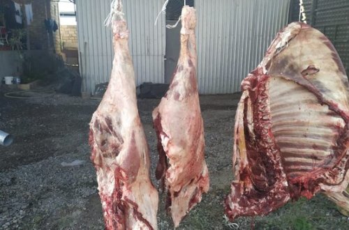 Mingəçevirdə ölmüş heyvan ətinin satışa çıxarılmasının qarşısı alındı - FOTOLAR