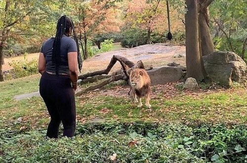 Qadın zoparkda qəfəsə girib, şirə əl elədi - VİDEO - FOTO