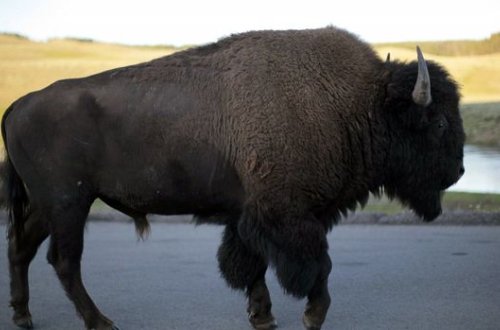 Парень устроил свидание девушке в Национальном парке - Местные животные были против - ВИДЕО