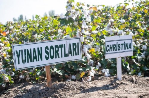 Tərtərdə yunan texnologiyası əsasında becərilmiş pambıq sahəsində yığıma start verilib