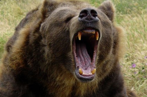 Ayı 50 yaşlı qadını parçalayıb yedi