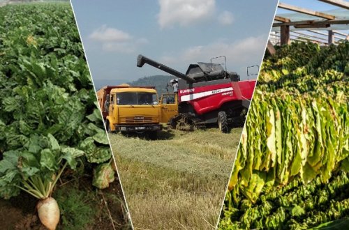 Respublikada çəltik, tütün və şəkər çuğunduru yığımı davam edir.