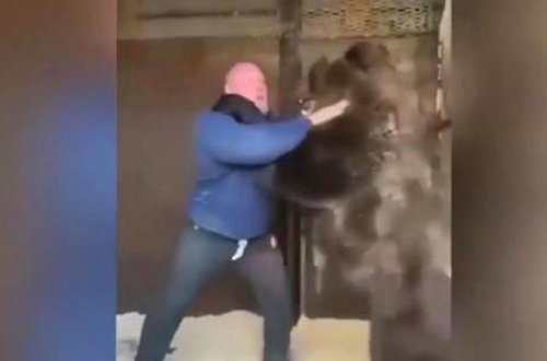 Məşhur idmançıdan qeyri-adi paylaşım: AYIYA QARŞI AYI - VİDEO