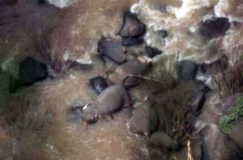 Şəlalədən yıxılan körpə fili xilas etmək istəyən 11 fil boğuldu - VİDEO